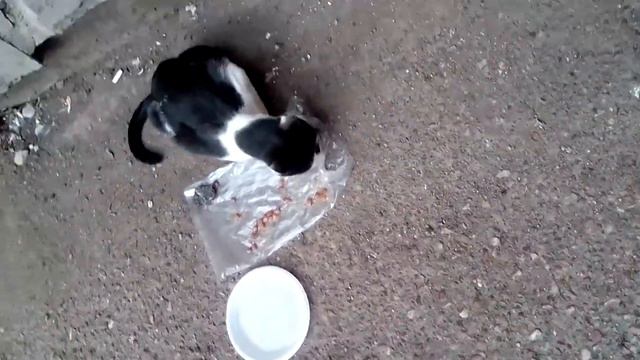 НАШЛИ КОТЁНКА!🐱Кормим бездомного котёнка 🐾 смотреть онлайн