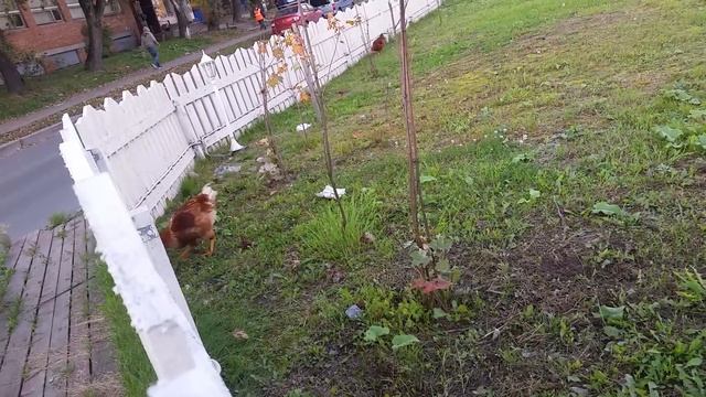 Питерская кура смотреть онлайн