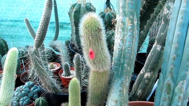 My Cleistocactus vulpis - cauda Cactus Plant in Crazy Winter Flower смотреть онлайн