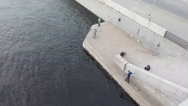Как в Питере ловят рыбу в Неве смотреть онлайн