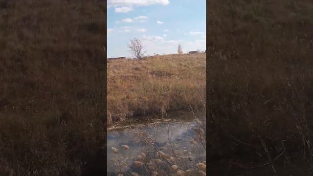 Я люблю,когда мне осень лист приносит золотой, и синеет в небе просинь над озябшею рекой. смотреть онлайн