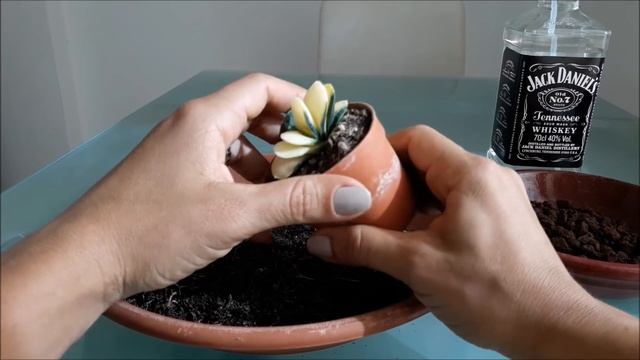 Gasteria Gracilis Variegata
