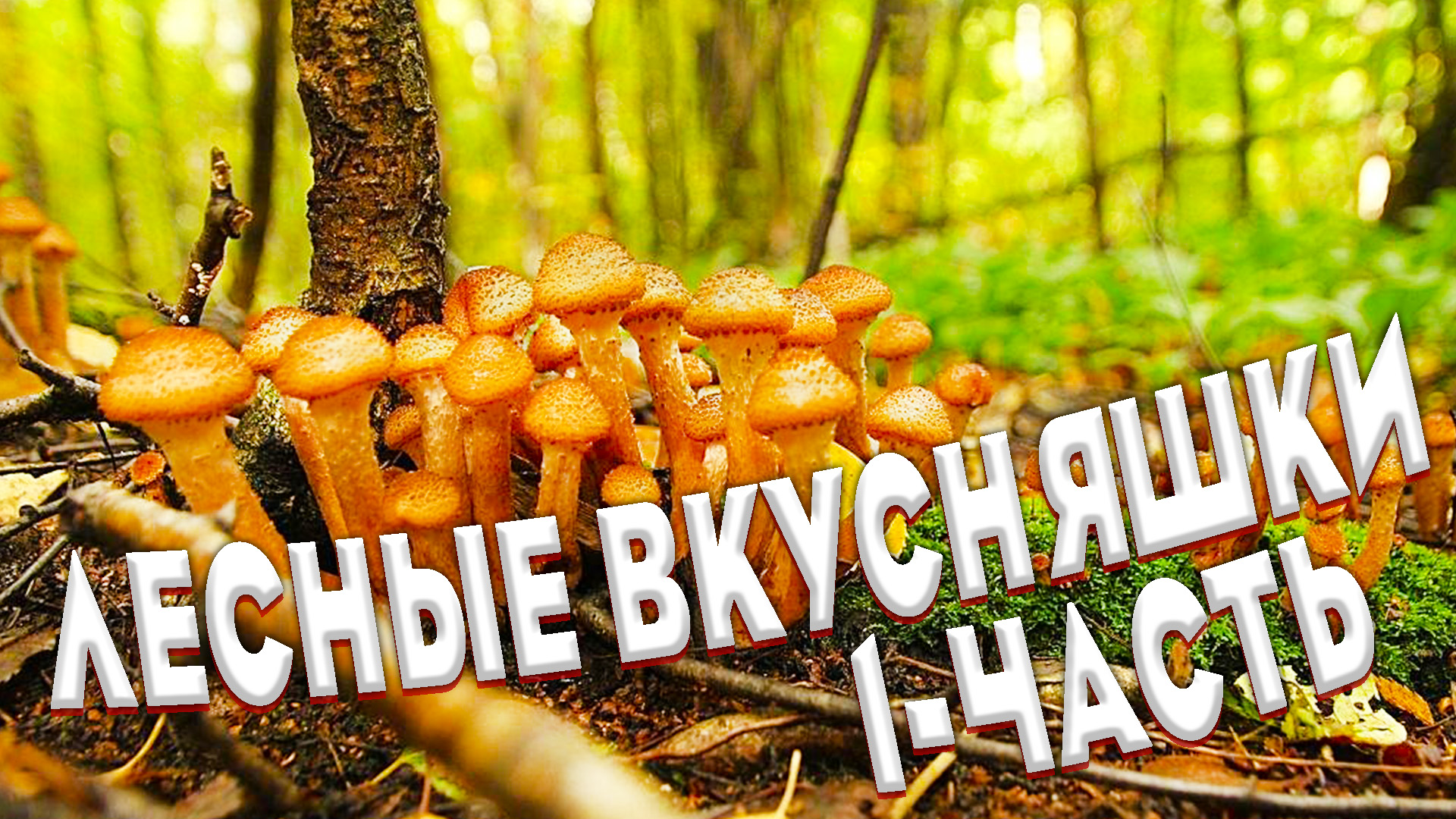 ?Осенние опята? Все усыпано молодыми опятами? Огромный пень с осенними опятами?Грибное безумие? смотреть онлайн