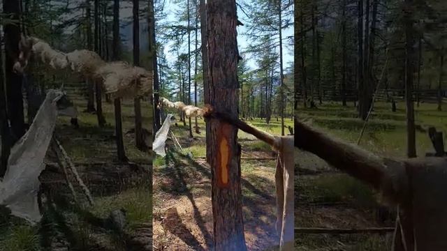 Из чего делают верёвки в тайге? смотреть онлайн