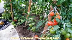 Томат "Верлиока". Урожай 2019 года.