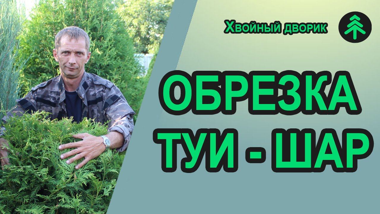 Как сформировать шар на ножке из туи западной Колумна и Брабант смотреть онлайн