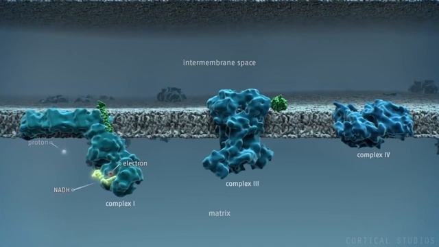 Почему синапсиды не рептилии v2.0 Помни о предках смотреть онлайн