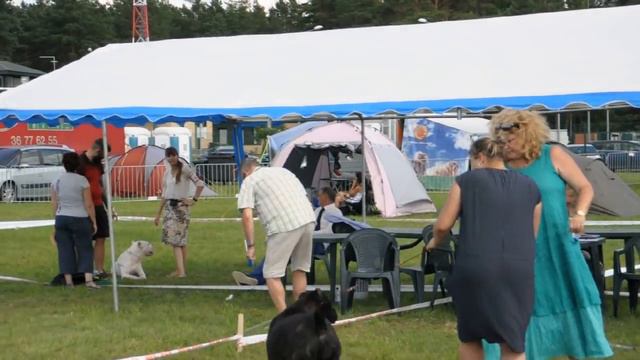 05/08/2016 IDS Druskininkai CANE CORSO female open klass смотреть онлайн