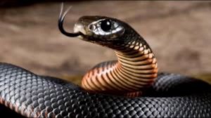 Толкование снов в исламе. Что означает если, во сне видеть ЗМЕЙ?