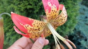 Лилия Фьюжн, отличие листвы от Мартагонов. Лето 2023