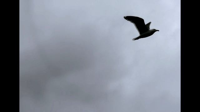 "Буревестник" - Максим Горький смотреть онлайн