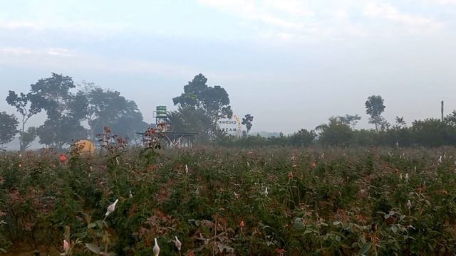 Kingdom of Flowers Gladiolus and Rose Garden of Gadkhali/ Impossibly heavenly view/Jessore# смотреть онлайн