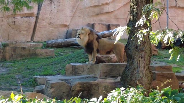 Рычание Льва / Слышал ли Ты смотреть онлайн