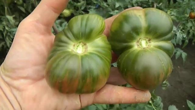 Томат Black Fire Dwarf (Гном Черный огонь). Созревание плодов. смотреть онлайн