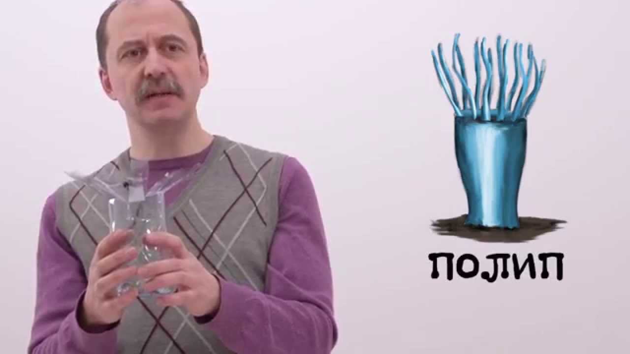 Мусорное биомоделирование. Медузы и их родственники. Часть 1 - Полипы. смотреть онлайн