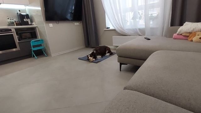 Асами. Пройден пятый уровень команды лежать-5 минут (серьёзная выдержка) смотреть онлайн