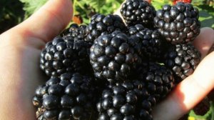 Что ТВОРИТ с организмом ЕЖЕВИКА?! Влияние ежевики на организм человека