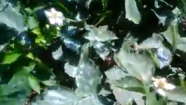 Ежевика без шиповая БЛЭК САТИН смотреть онлайн