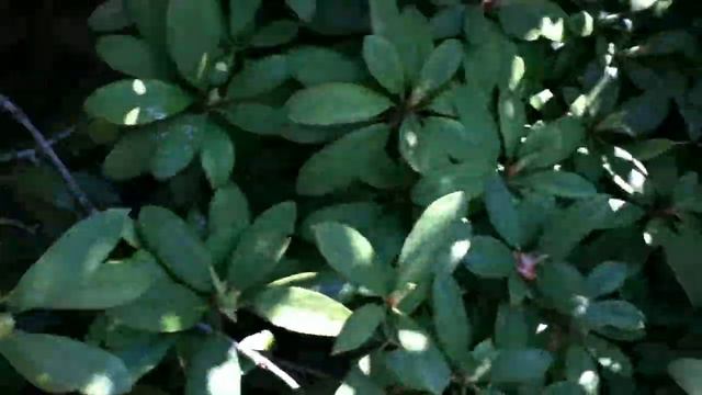 Rhododendron Les fleurs nénuphar flottent dans l'air beaux reflets de lumière смотреть онлайн