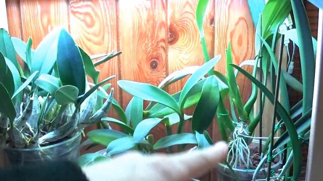 FALL ORCHID COLLECTION UPDATE 2017 (with comparative double screen!) смотреть онлайн
