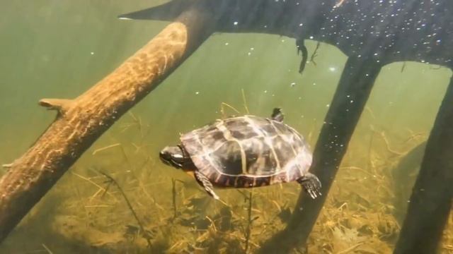 WOW Turtle! #cinematic #pets смотреть онлайн