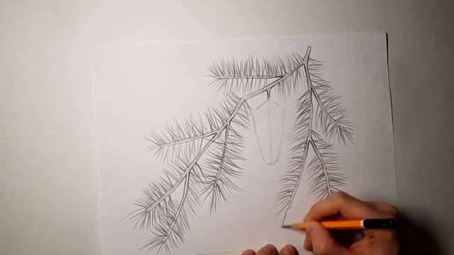 Еловая ветка простым карандашом. Как нарисовать ветку ели с шишкой смотреть онлайн