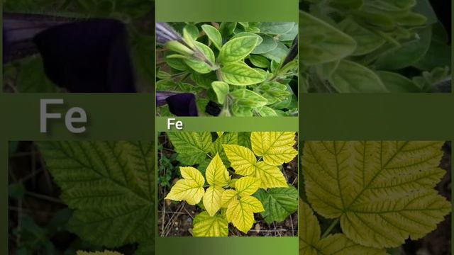 Чего не хватает растениям? 🌱 смотреть онлайн