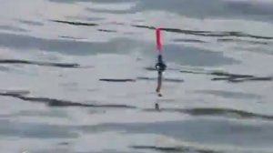 Ловля плотвы в проводку