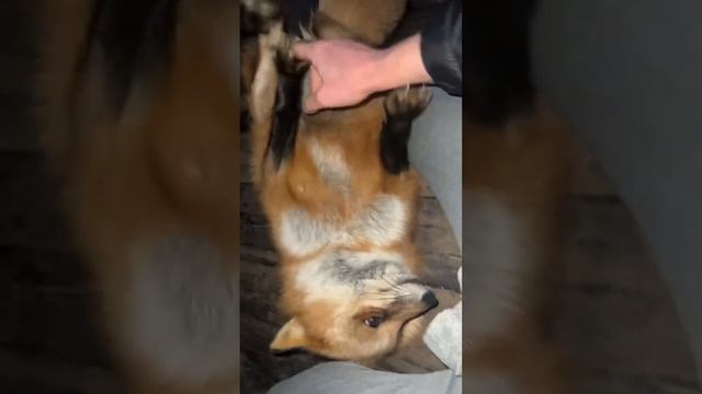 Ли Сяо / Alice the Fox Лиса Алиса (Маникюр лисы!!) смотреть онлайн