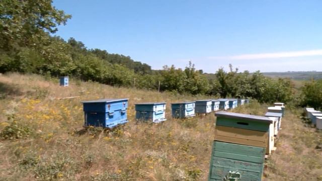 Профессия: пчеловод смотреть онлайн