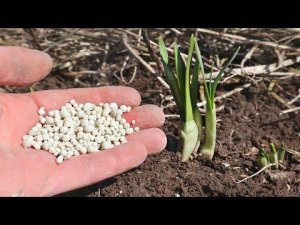 Тюльпаны и нарциссы будут цвести как ненормальные если внести в апреле такую подкормку под корень.