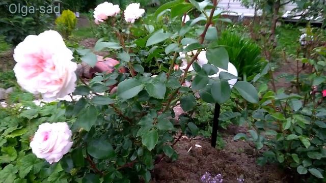 Роза Schloss Eutin.Шраб. ? смотреть онлайн