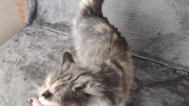 Мейкун. Отзыв владельца. Учтите это, когда будете принимать решение завести мейкуна.