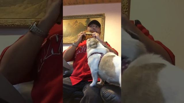 Sweet Hour of Prayer (Pan Flute with "singing" dog) смотреть онлайн