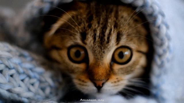 Котята играют с рукой и делают "кусь" :) смотреть онлайн