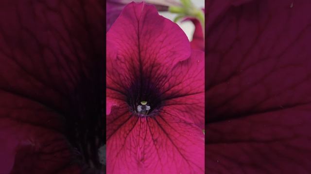Петуния Дримс Бургунди #shorts #петуния #сад #садыроссии