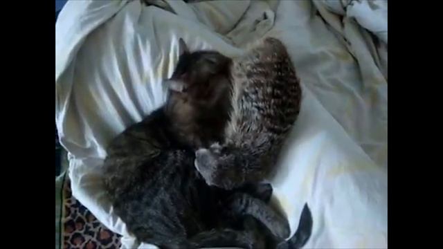 10 причин завести СУРИКАТА! Смешные сурикаты! Редкое домашнее животное! смотреть онлайн