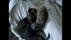 10 причин завести СУРИКАТА! Смешные сурикаты! Редкое домашнее животное!