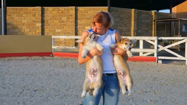 Милейшие щенки Вельш-корги пемброк. Charming! Puppies of welsh corgi pembroke. смотреть онлайн