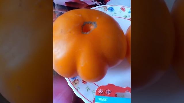 томат Бычье сердце Оранж Биг смотреть онлайн