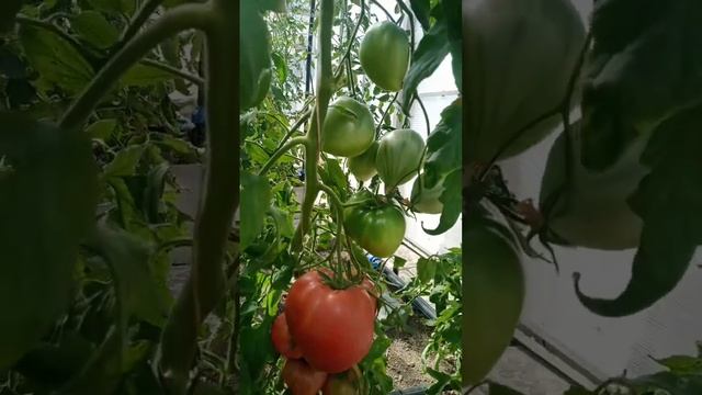 Томат Японка смотреть онлайн