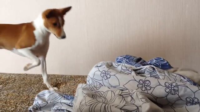 Басенджи Ума Уорнер смотреть онлайн