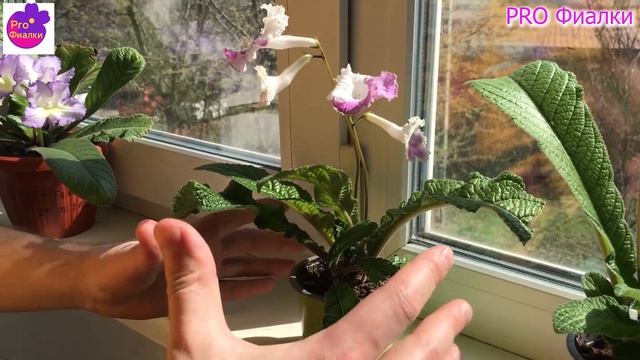 Целая ШАПКА цветов! Я в шоке Это не цветок, это СОКРОВИЩЕ! Обзор моих растений весной. смотреть онлайн