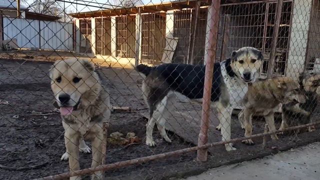 Самурай двухкратный финалист чем.Каз.сын Куттобета смотреть онлайн