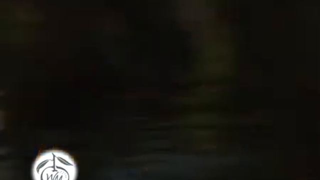 Натуральная косметика «White Mandarin» смотреть онлайн