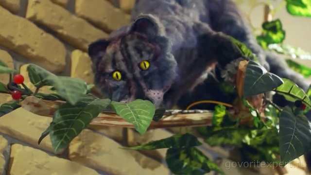 Что скрывает черный кофе? Говорит ЭКСПЕРТ смотреть онлайн