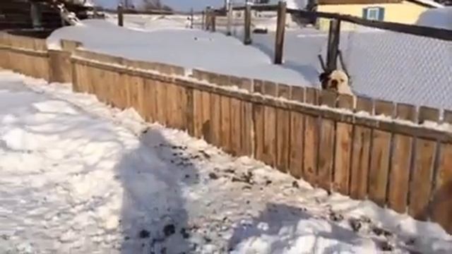 Кабаны и американский бульдог Гранд смотреть онлайн