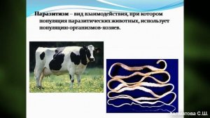 Взаимоотношения популяций. Биология 11 класс. Халматова С.Ш. СШ№2 им К. Закирова