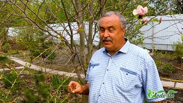 Магнолия Ред Барон (Red Baron). Садовод Андрей Миляев показывает свой сад. Как ухаживать за цветами смотреть онлайн