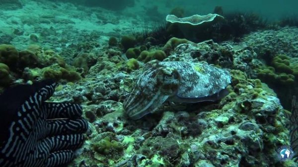 Diving on Ko Lipe , November 2014